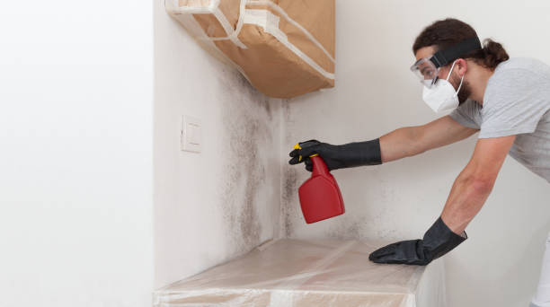 Professional Mold Removal technician working in Edgewater, NJ