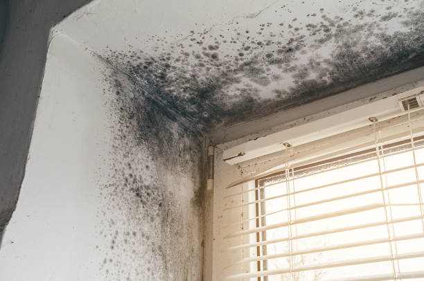 Affordable Mold Removal solutions in Edgewater, NJ